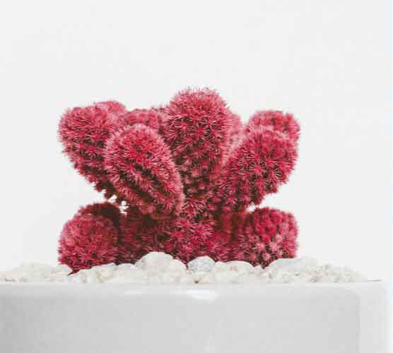 正版软件商城的在线电话轰炸工具