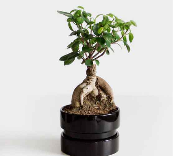 云呼短信测压网页版